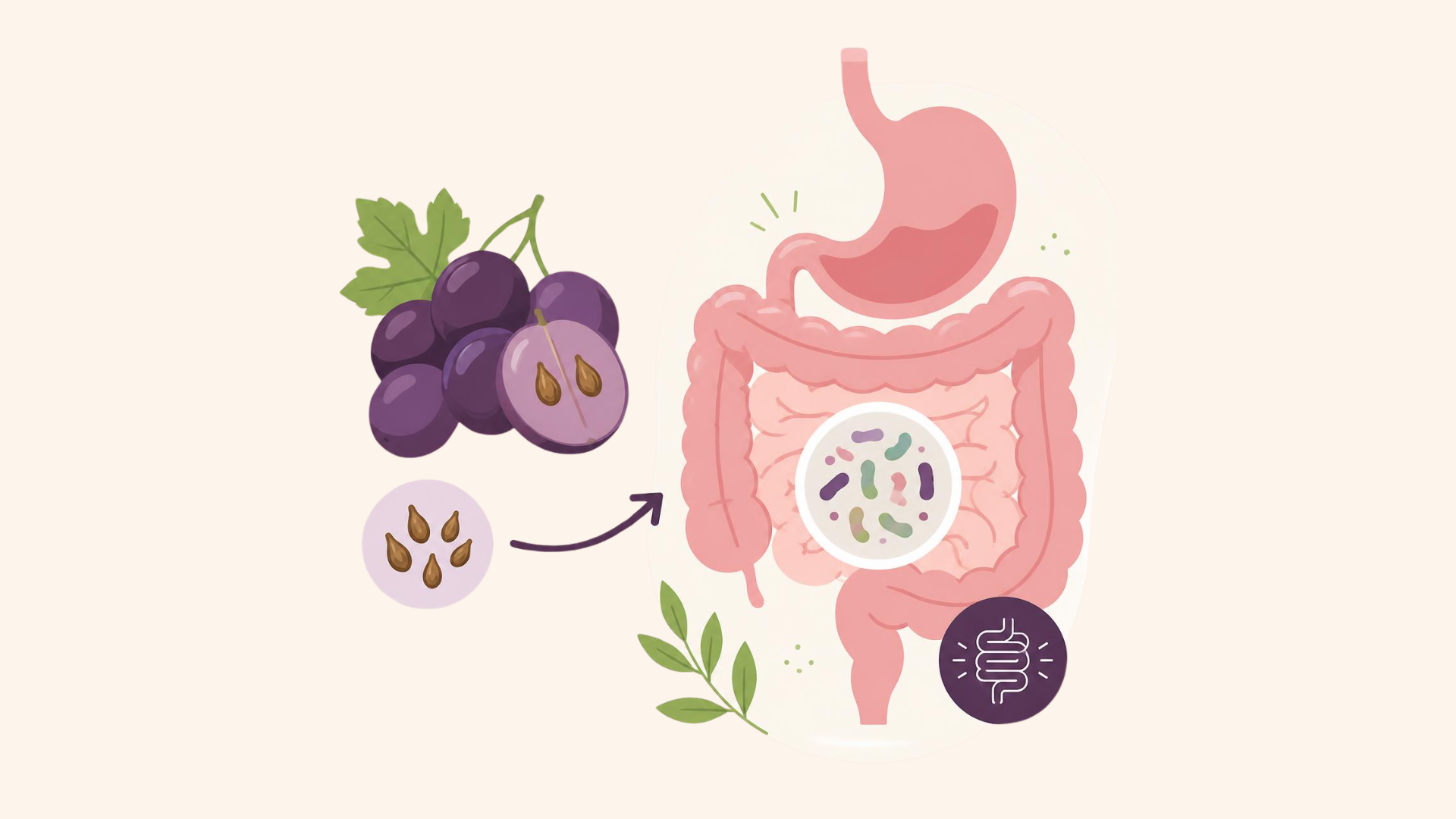 Semi d'uva e intestino: un dialogo che passa dal microbiota
